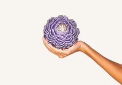 Splendid Peony*Judith Leiber Hot
